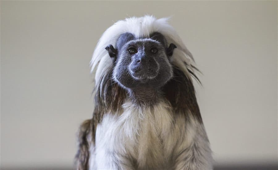Tamarin pinché